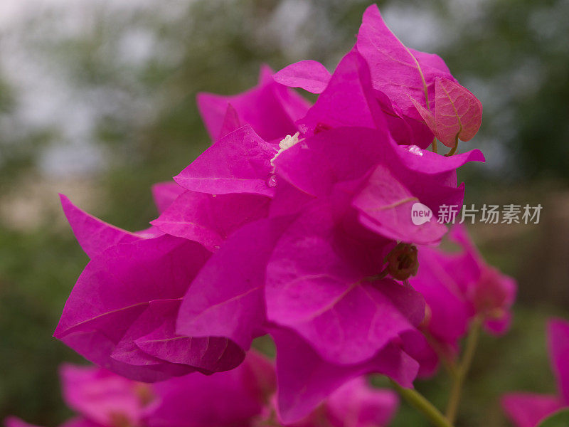 印度植物花/苞片-九重葛